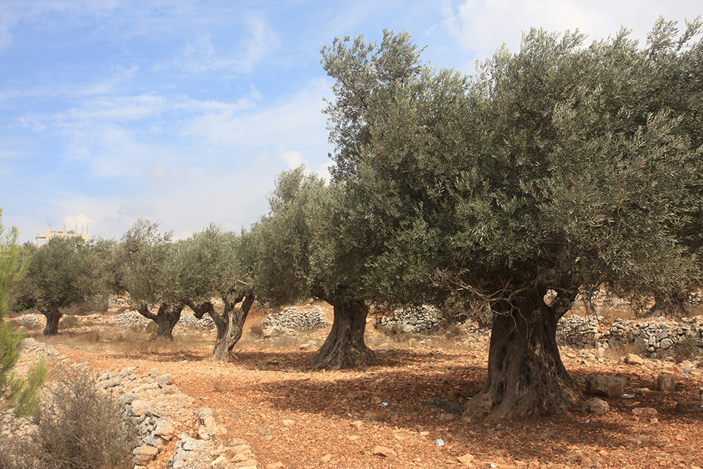 A row of olive trees growing in a grove.